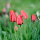 "rote Tulpen"