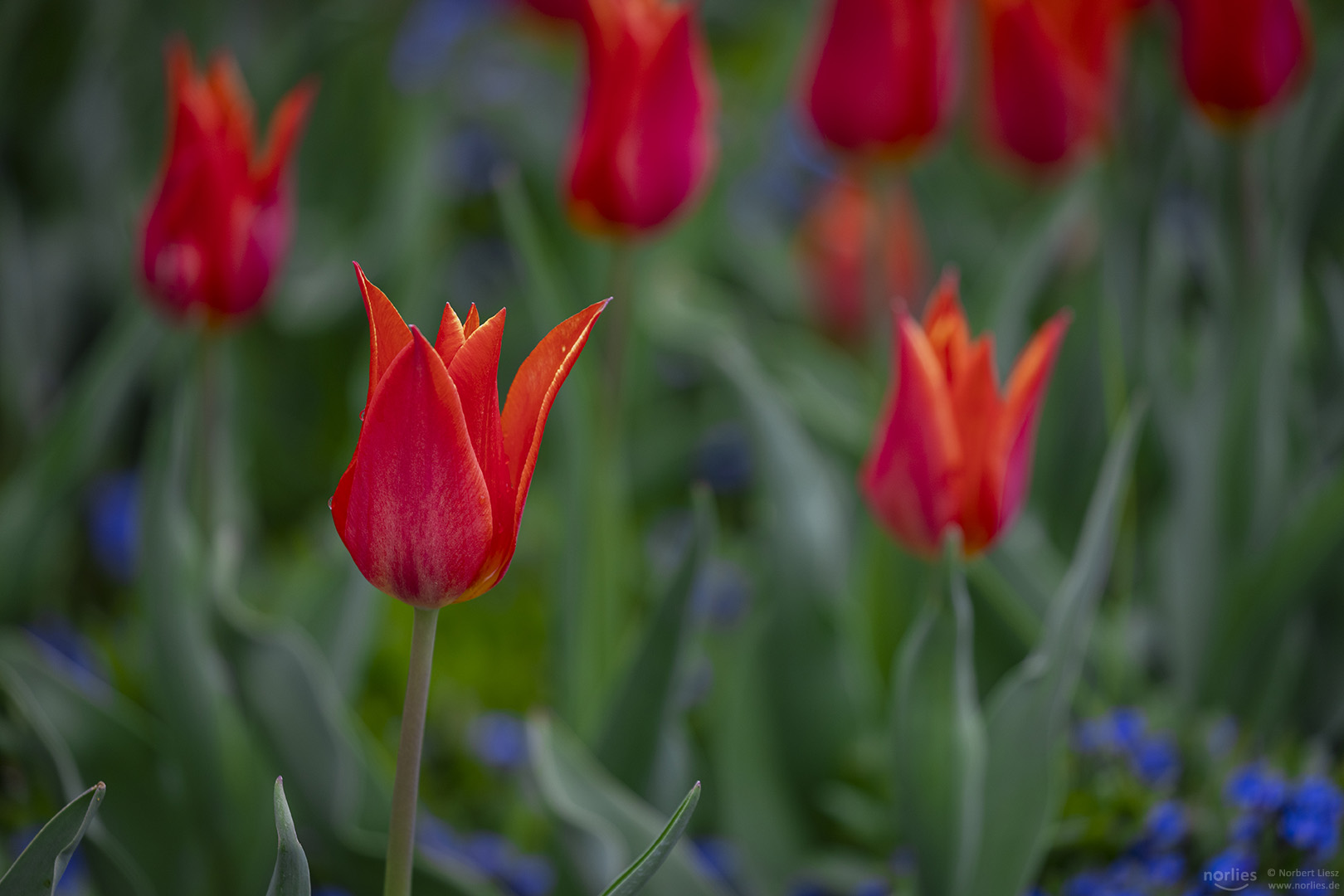 Rote Tulpen