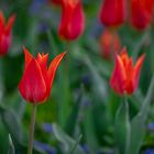 Rote Tulpen