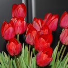 Rote Tulpen