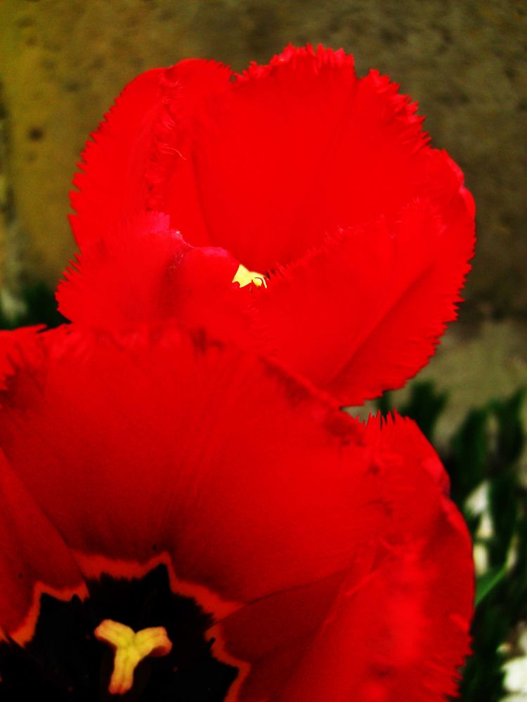 rote Tulpen von NadjaM 