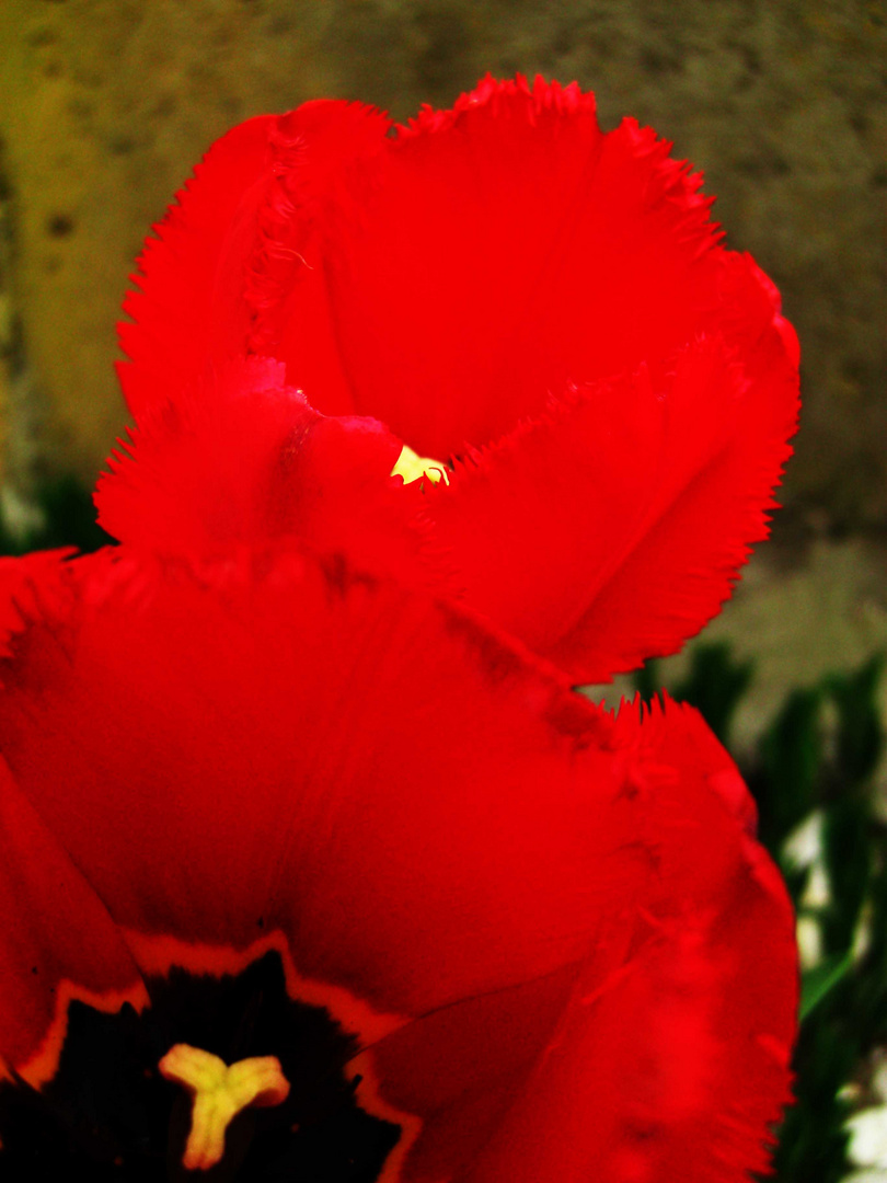 rote Tulpen