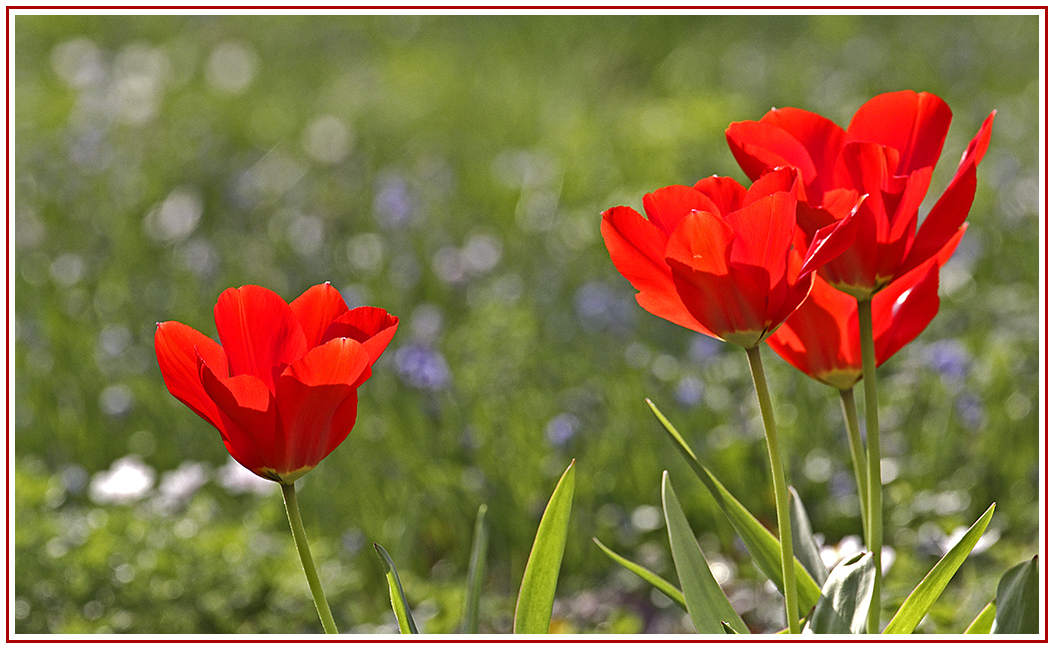 Rote Tulpen