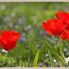 Rote Tulpen