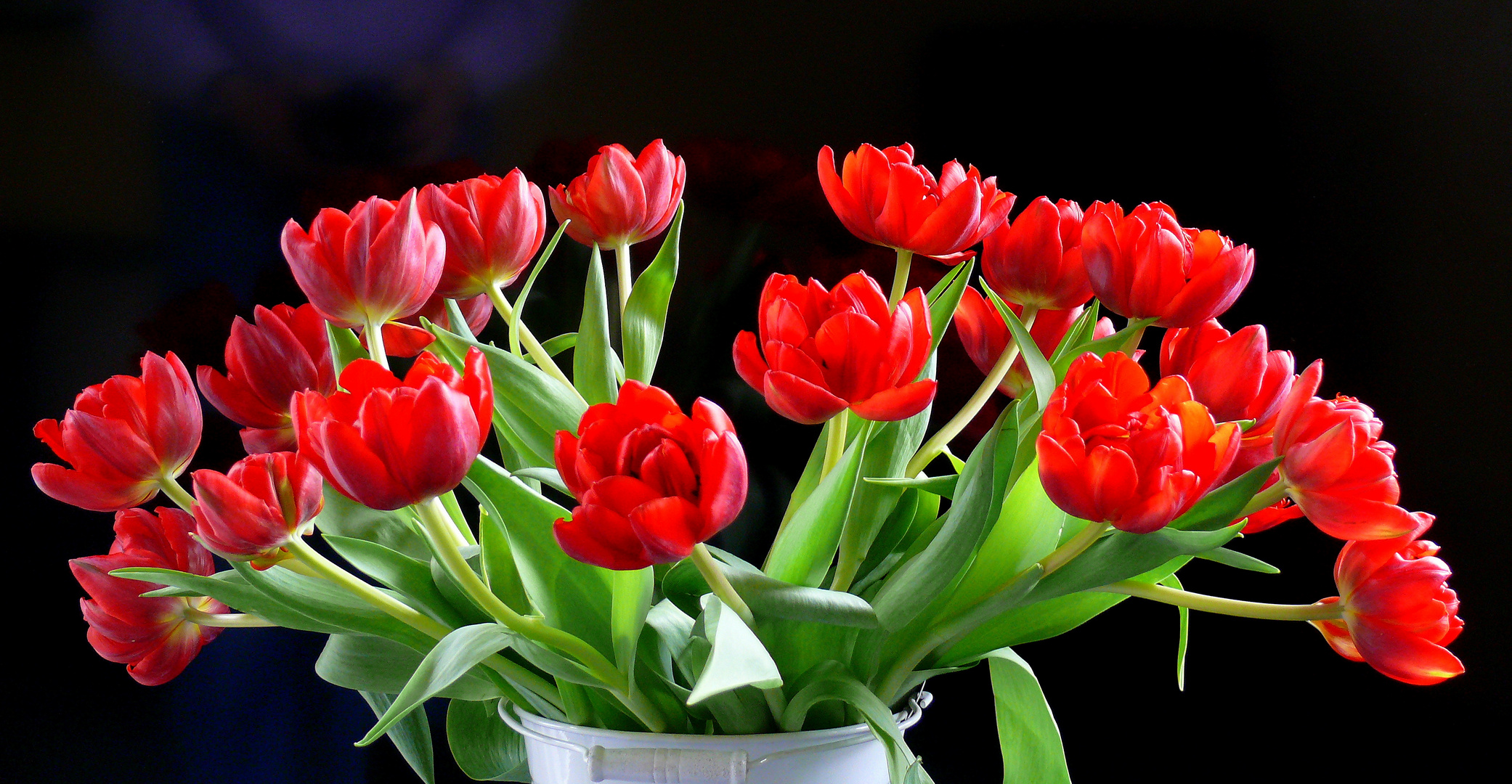 Rote Tulpen