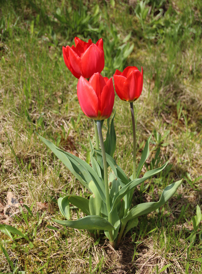 Rote Tulpen