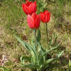 Rote Tulpen