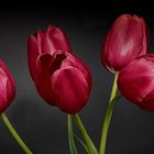 Rote Tulpen