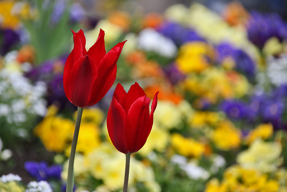 rote Tulpen