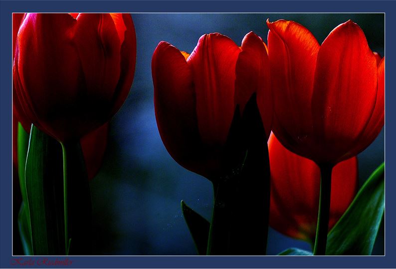 ... rote Tulpen, ein Versuch ;-)