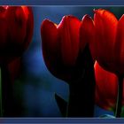 ... rote Tulpen, ein Versuch ;-)