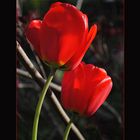 Rote Tulpen