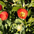 Rote Tulpen fc
