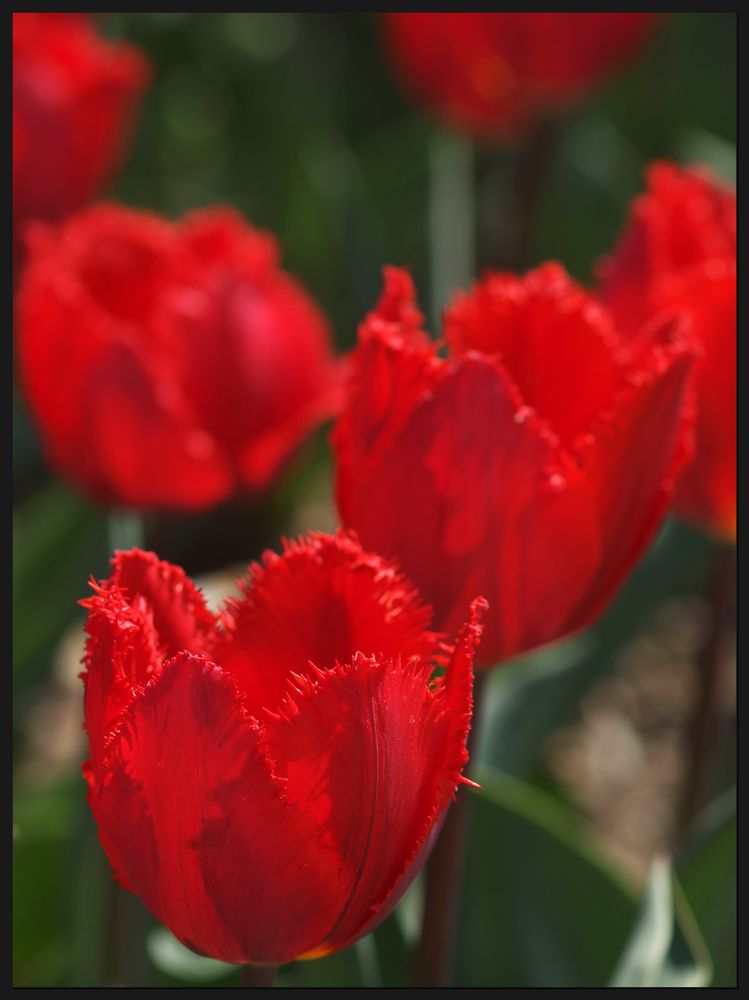 Rote Tulpen