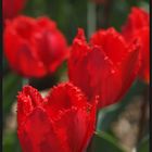 Rote Tulpen