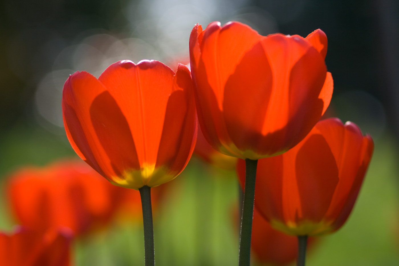 Rote Tulpen im Frühling