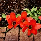 Rote Tulpen im Garten 2