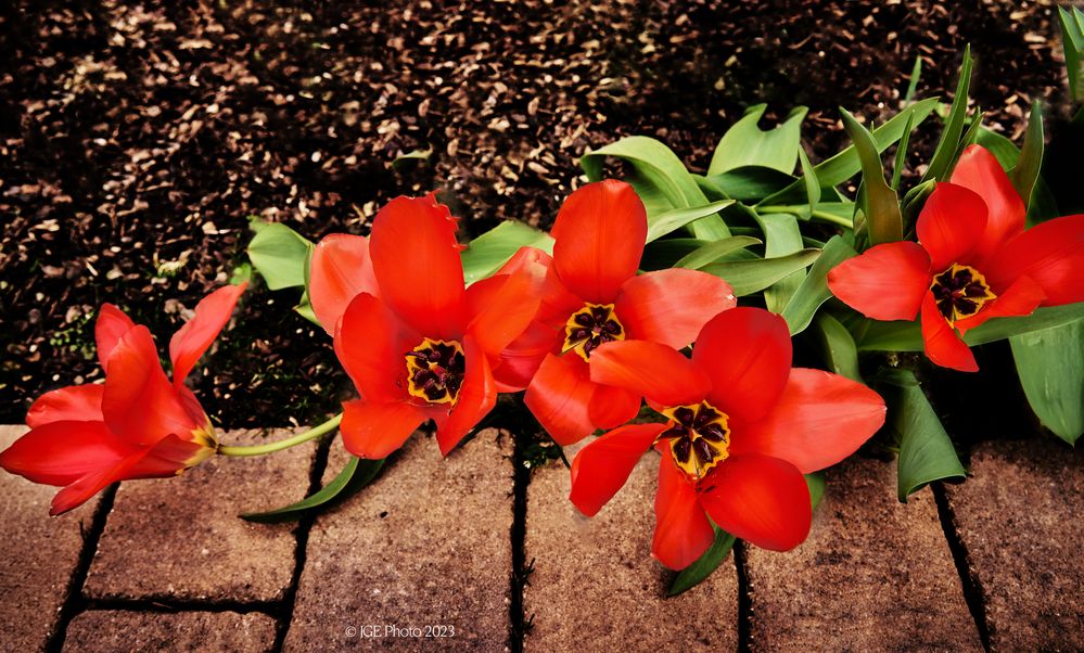 Rote Tulpen im Garten 2 Foto & Bild pflanzen, pilze & flechten
