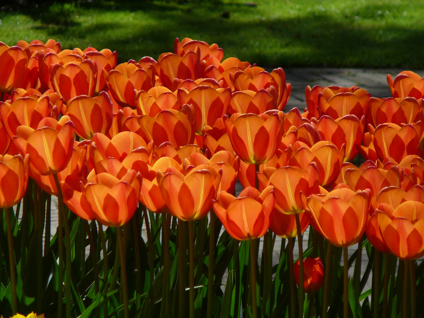 Rote Tulpen im Gegenlicht