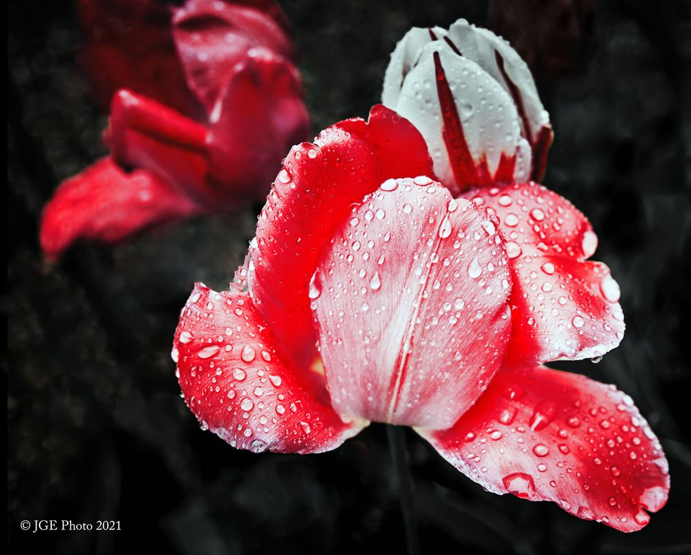 Rote Tulpen im Regen