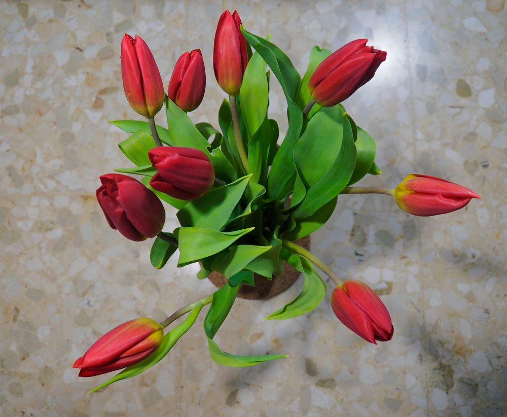 Rote Tulpen in der Vase