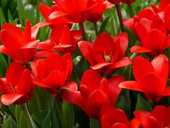 rote Tulpen in voller Blüte