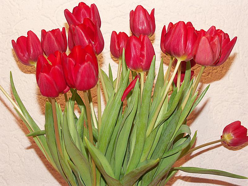 Rote Tulpen mit braunen Schatten