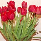 Rote Tulpen mit braunen Schatten