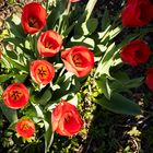 Rote Tulpen mit Innenleben fc