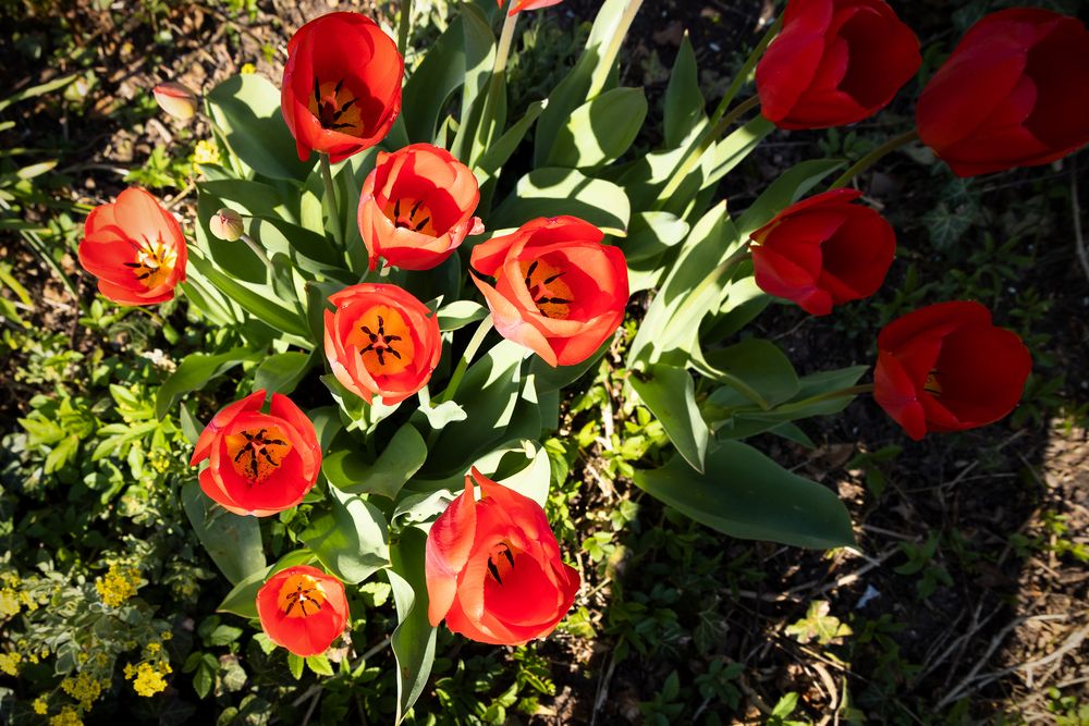 Rote Tulpen mit Innenleben fc