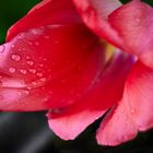 Rote Tulpen mit Regentropfen