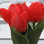 rote Tulpen vor weißer Winterlandschaft
