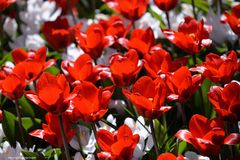 rote Tulpen weisse Krokusse im Sonnenlicht.....