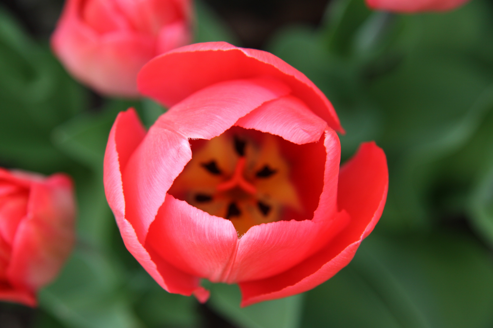 Rote Tulpenblüte