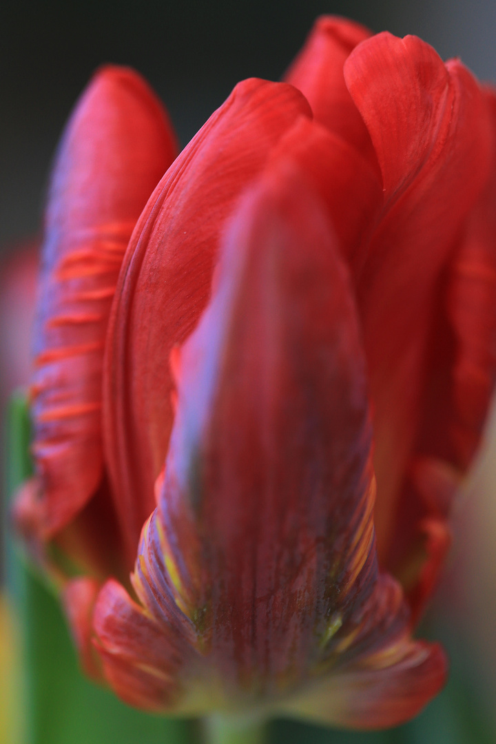 rote tulpenblüte