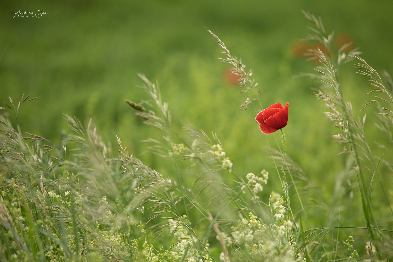 ...rote Tupfen...