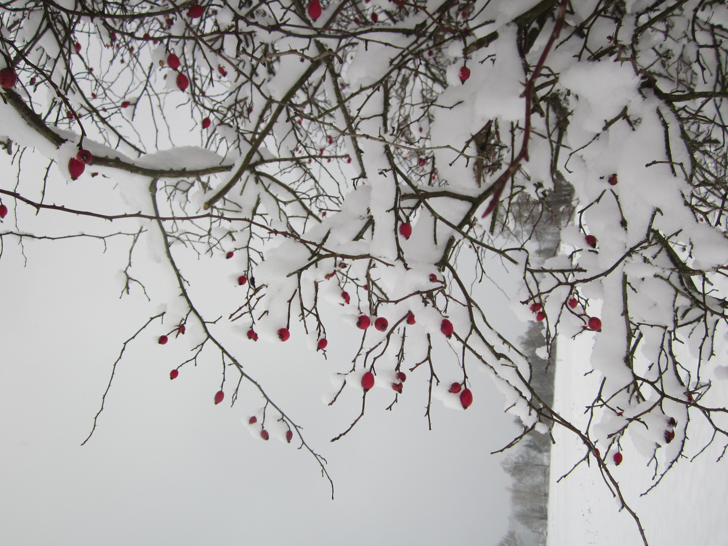 Rote Tupfen im Schnee