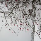 Rote Tupfen im Schnee