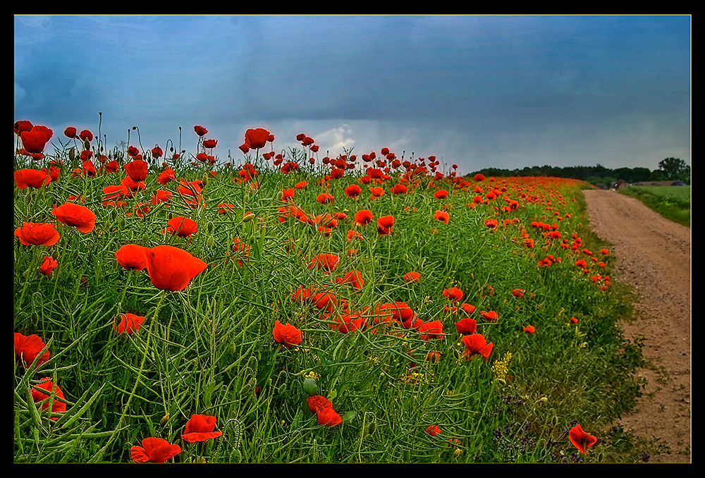 Rote Tupfer am Wegesrand-