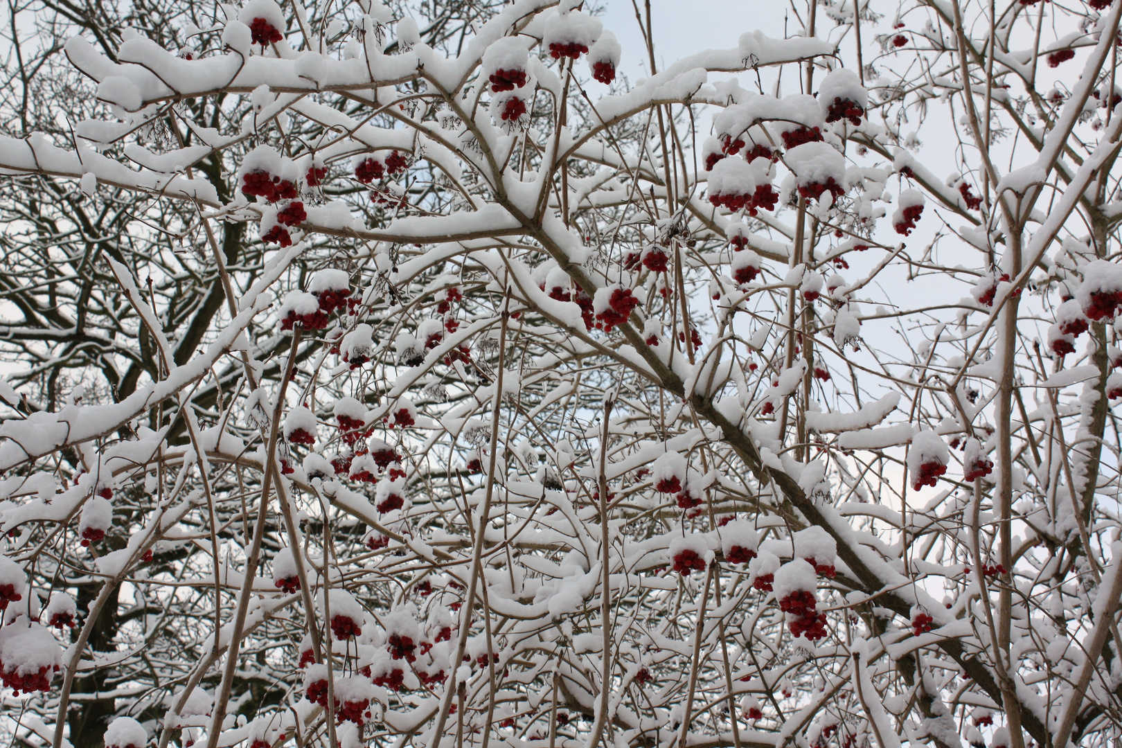 Rote Tupfer im Schnee