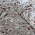 Rote Tupfer im Schnee