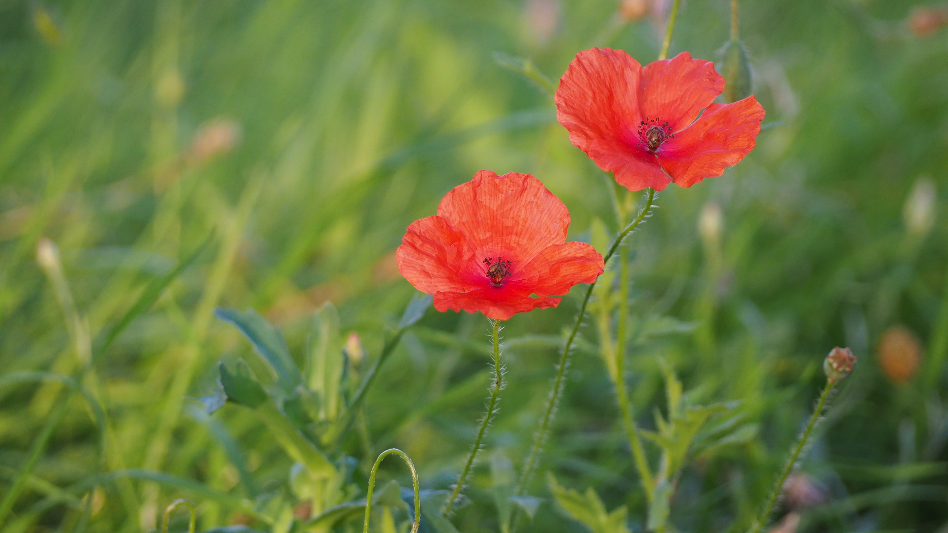 Rote Tupfer in der Blumenwiese.....