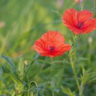 Rote Tupfer in der Blumenwiese.....