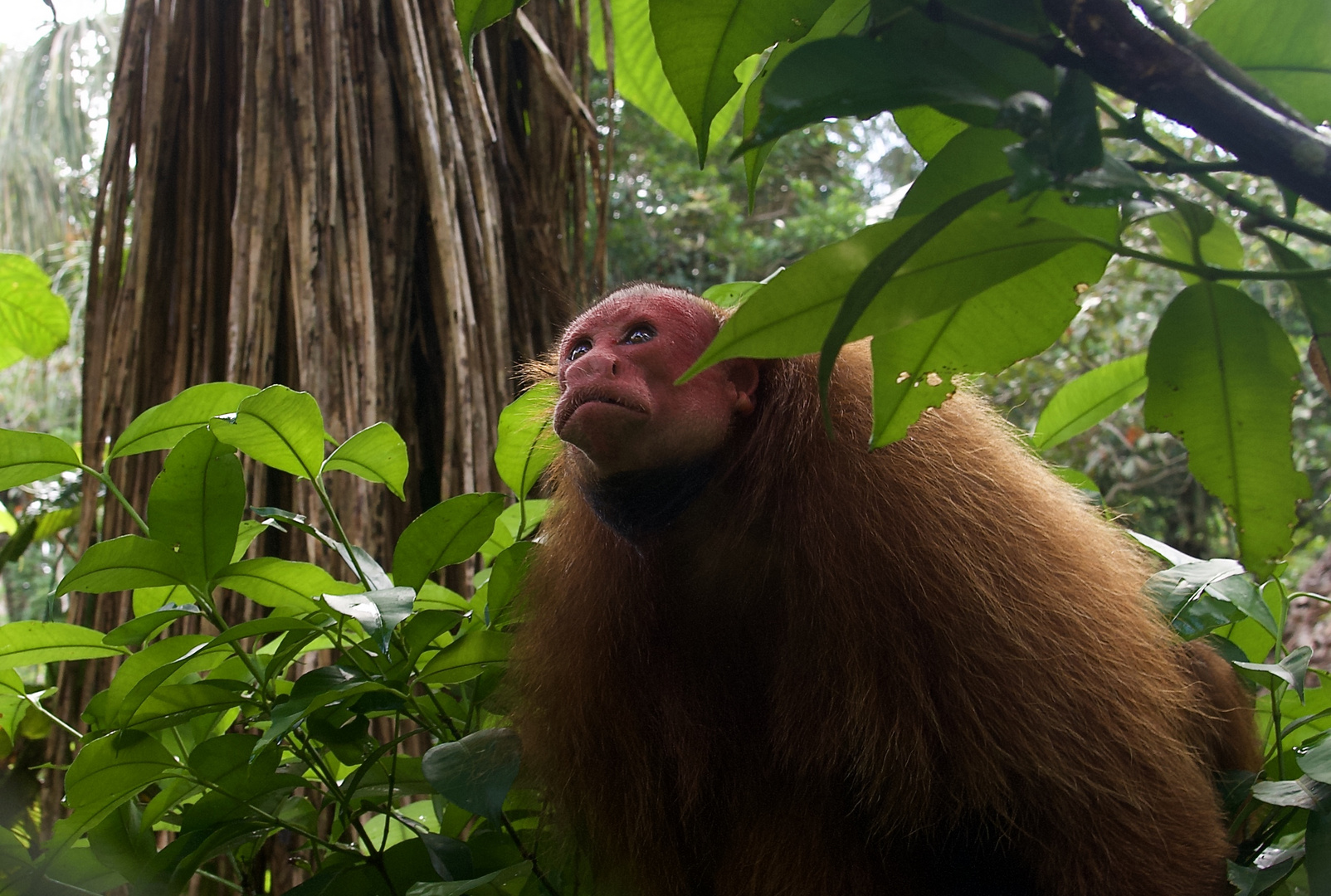 Rote Uakari aus dem Tieflandregenwald von Peru