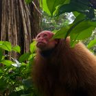 Rote Uakari aus dem Tieflandregenwald von Peru