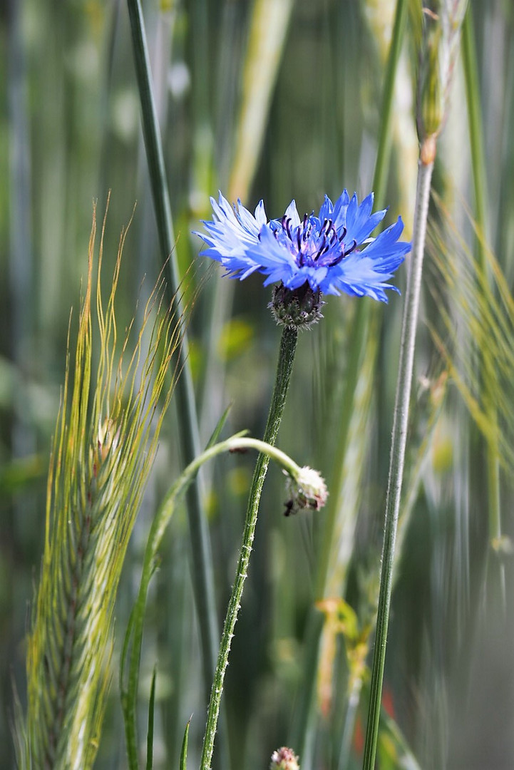 rote und blaue Blütenträume