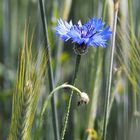 rote und blaue Blütenträume