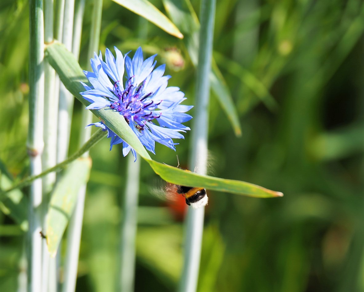 rote und blaue Blütenträume