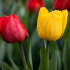 Rote und gelbe Tulpe