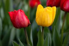 Rote und gelbe Tulpe